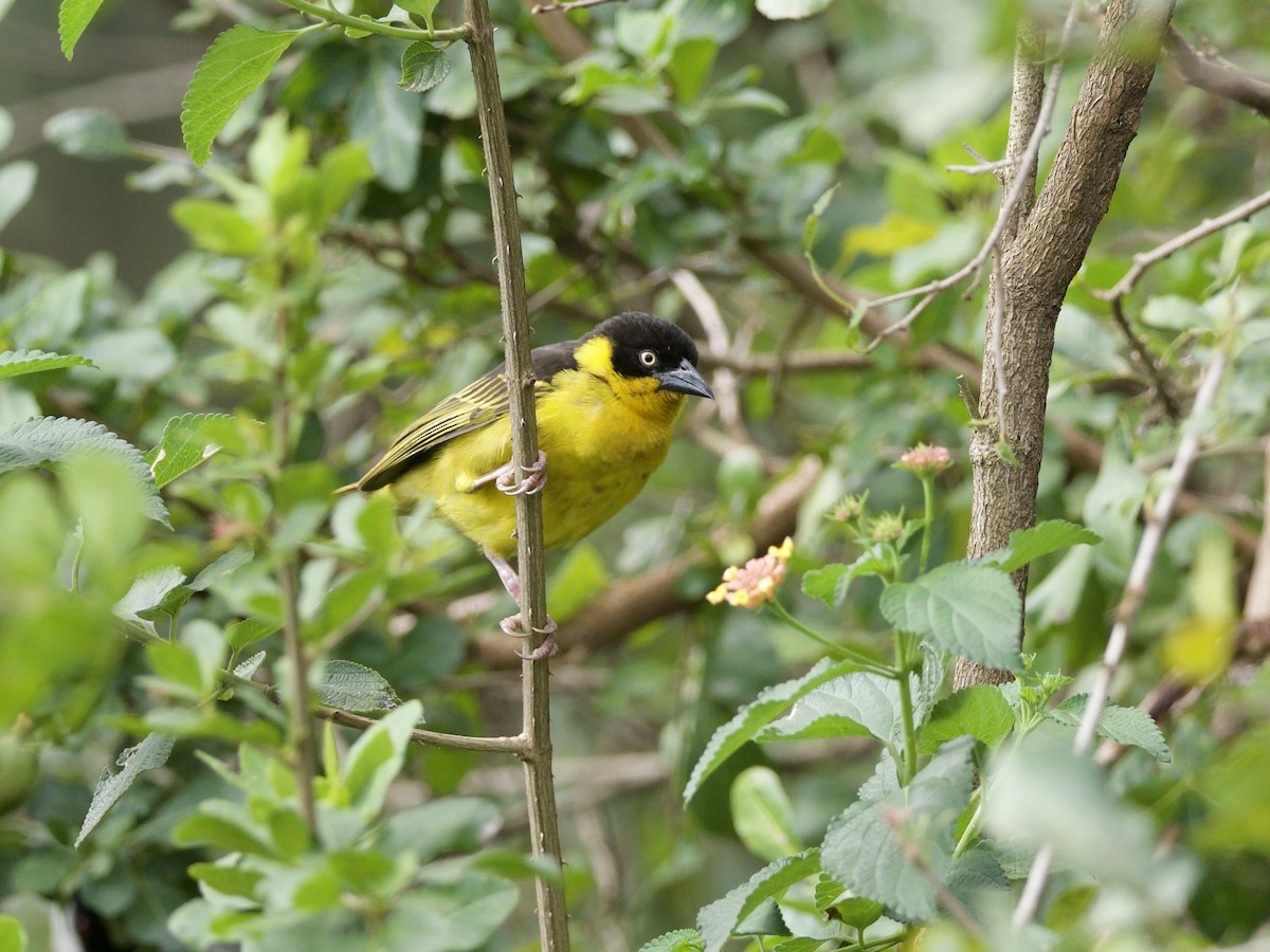 Baglafeht Dokumacısı - ML646950466