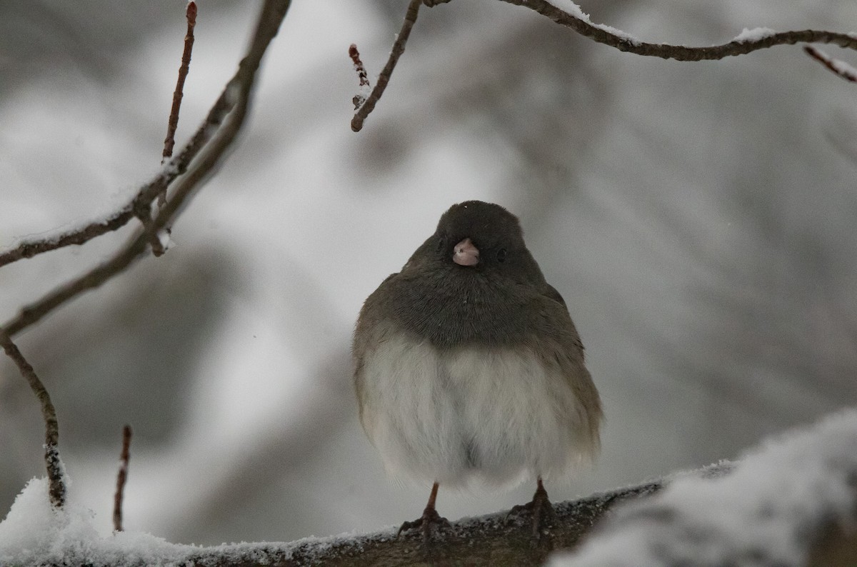 Dark-eyed Junco (Slate-colored) - ML646950467