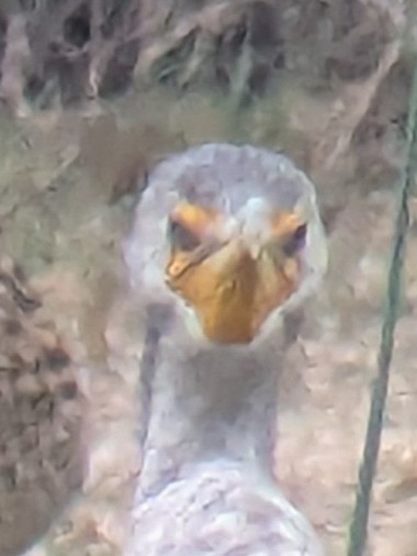 Double-crested Cormorant - ML646950469