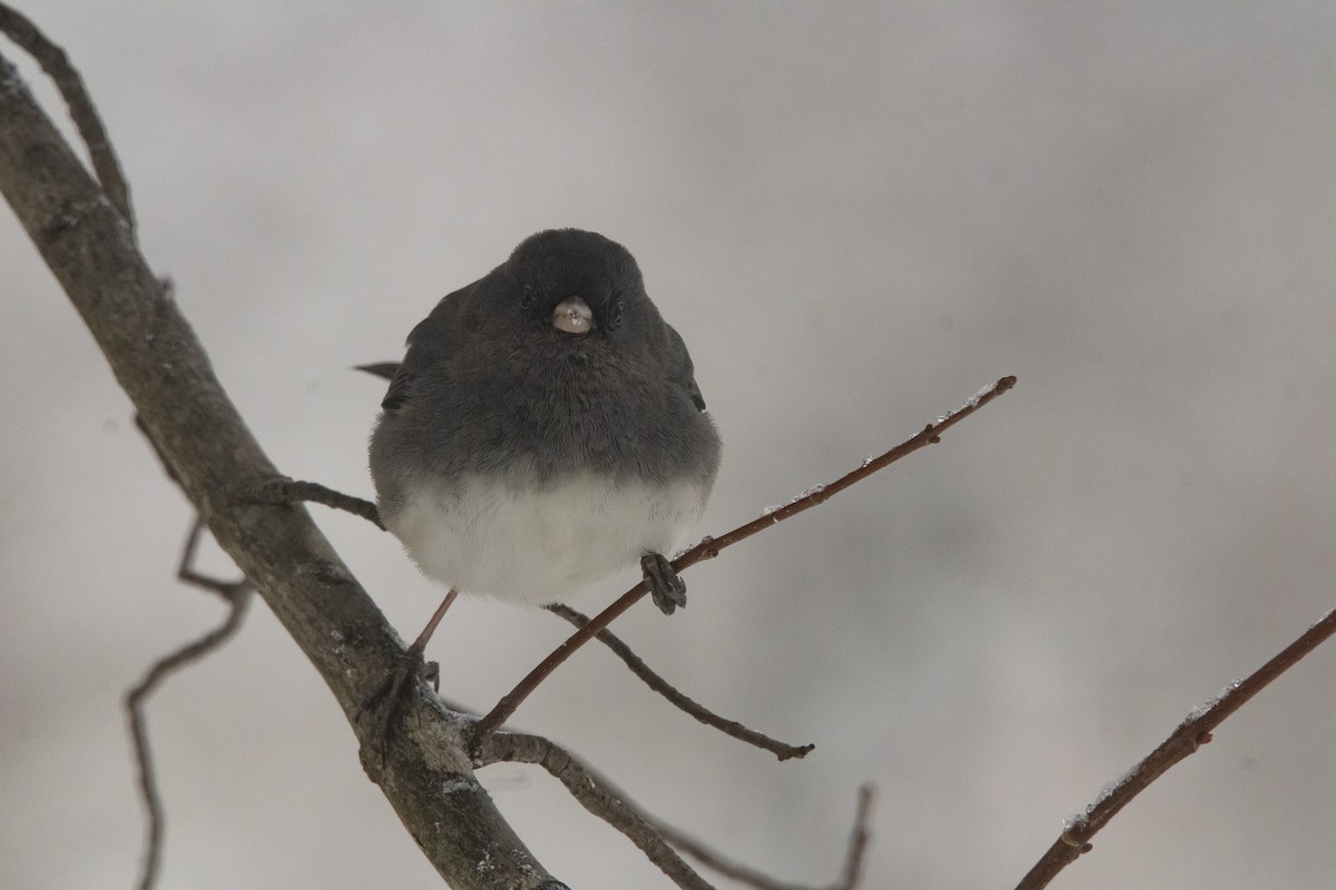 Dark-eyed Junco (Slate-colored) - ML646950471