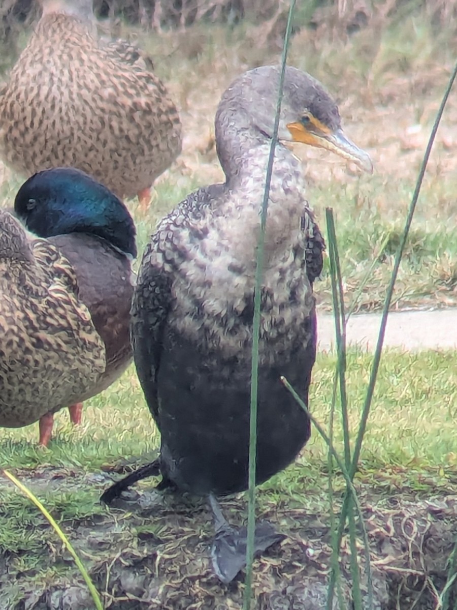 Double-crested Cormorant - ML646950472
