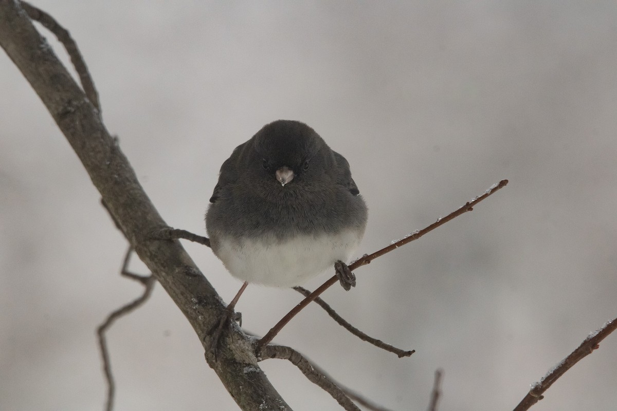 Dark-eyed Junco (Slate-colored) - ML646950474