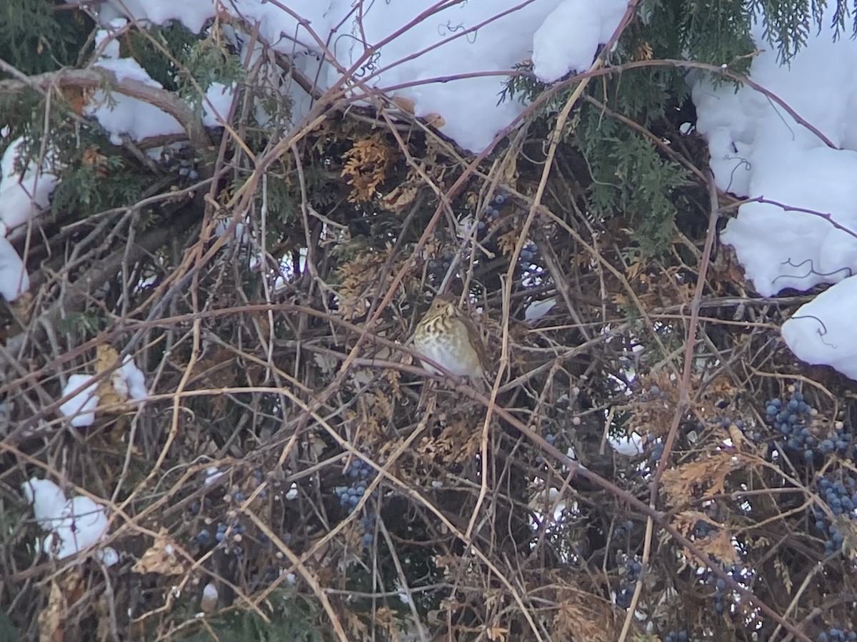 Münzevi Bülbül Ardıcı - ML646950476