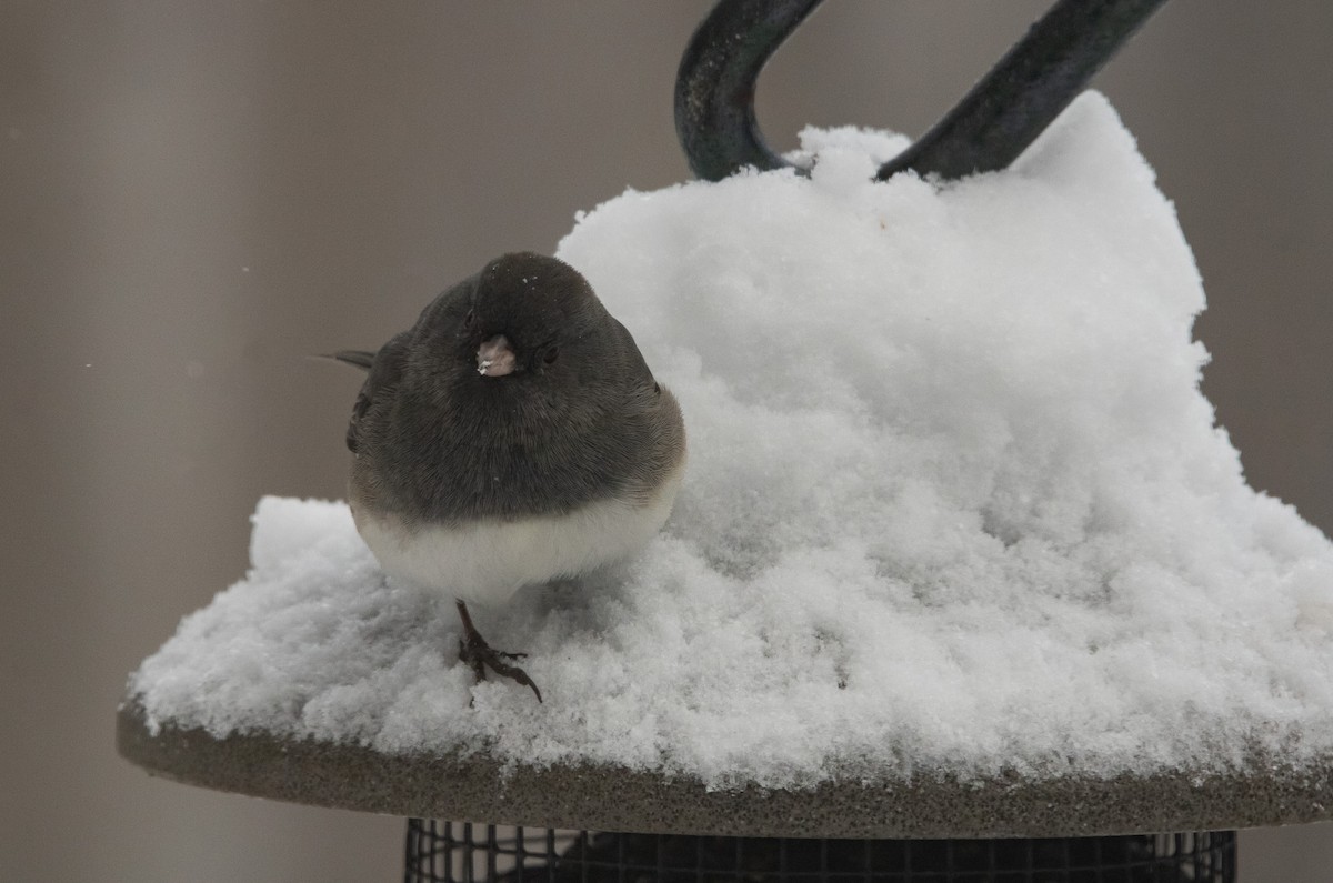 Dark-eyed Junco (Slate-colored) - ML646950479
