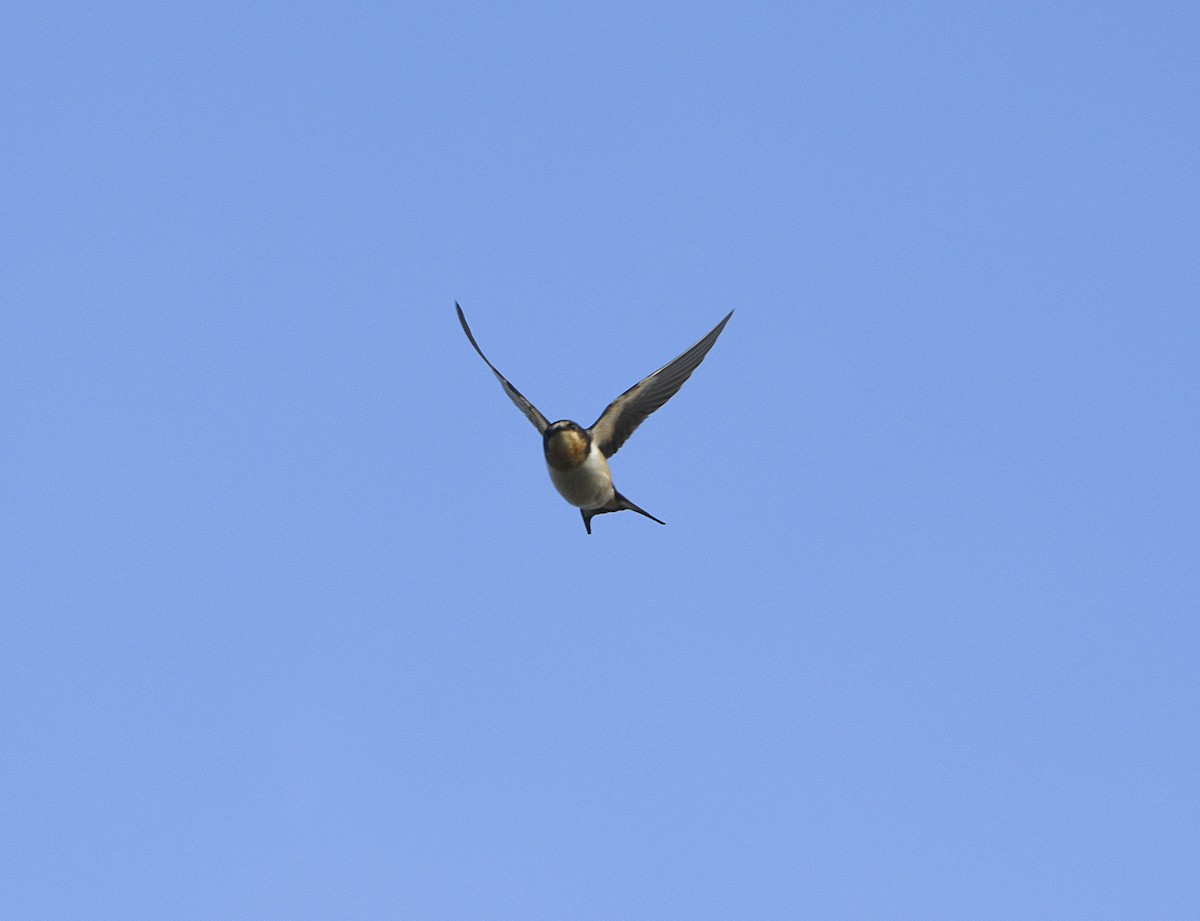 家燕 - ML646950480