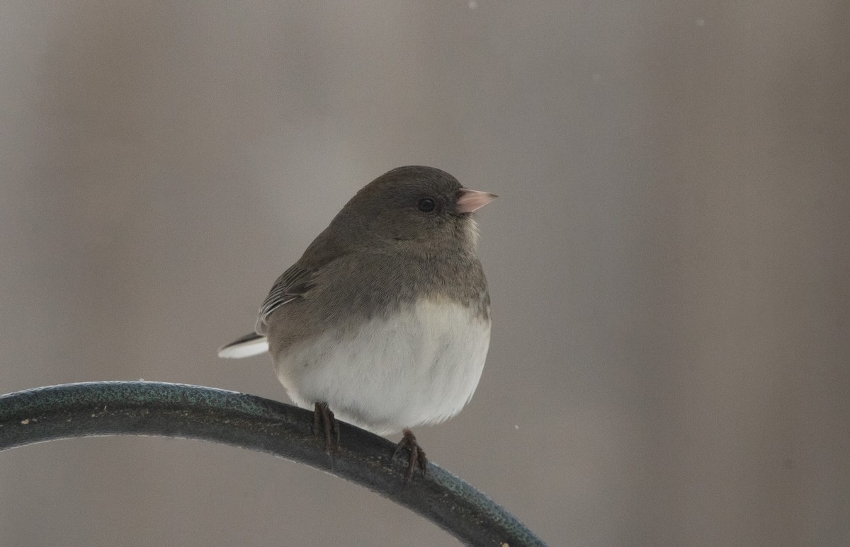 Dark-eyed Junco (Slate-colored) - ML646950482
