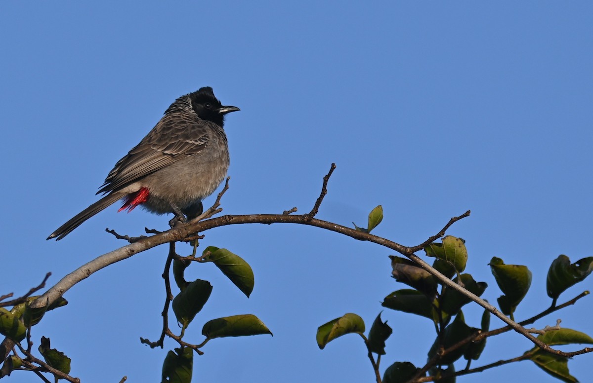 Red-vented Bulbul - ML646950483