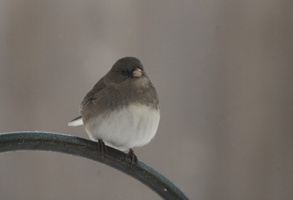 Dark-eyed Junco (Slate-colored) - ML646950484