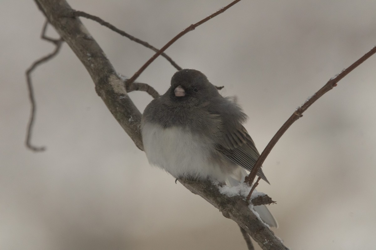 Dark-eyed Junco (Slate-colored) - ML646950487