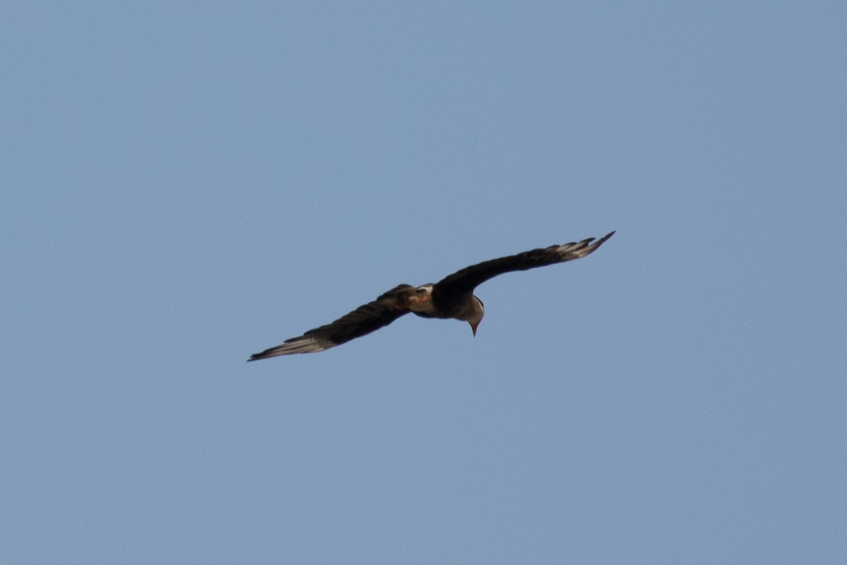 Crested Caracara (Northern) - ML646950489