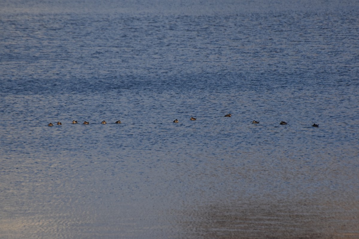 Ruddy Duck - ML646950490