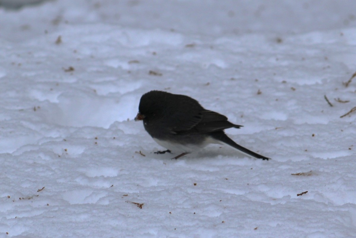 vinterjunko - ML646950494