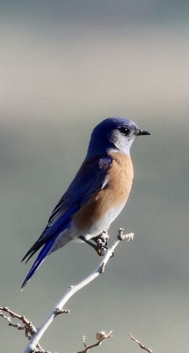 Western Bluebird - ML646950495
