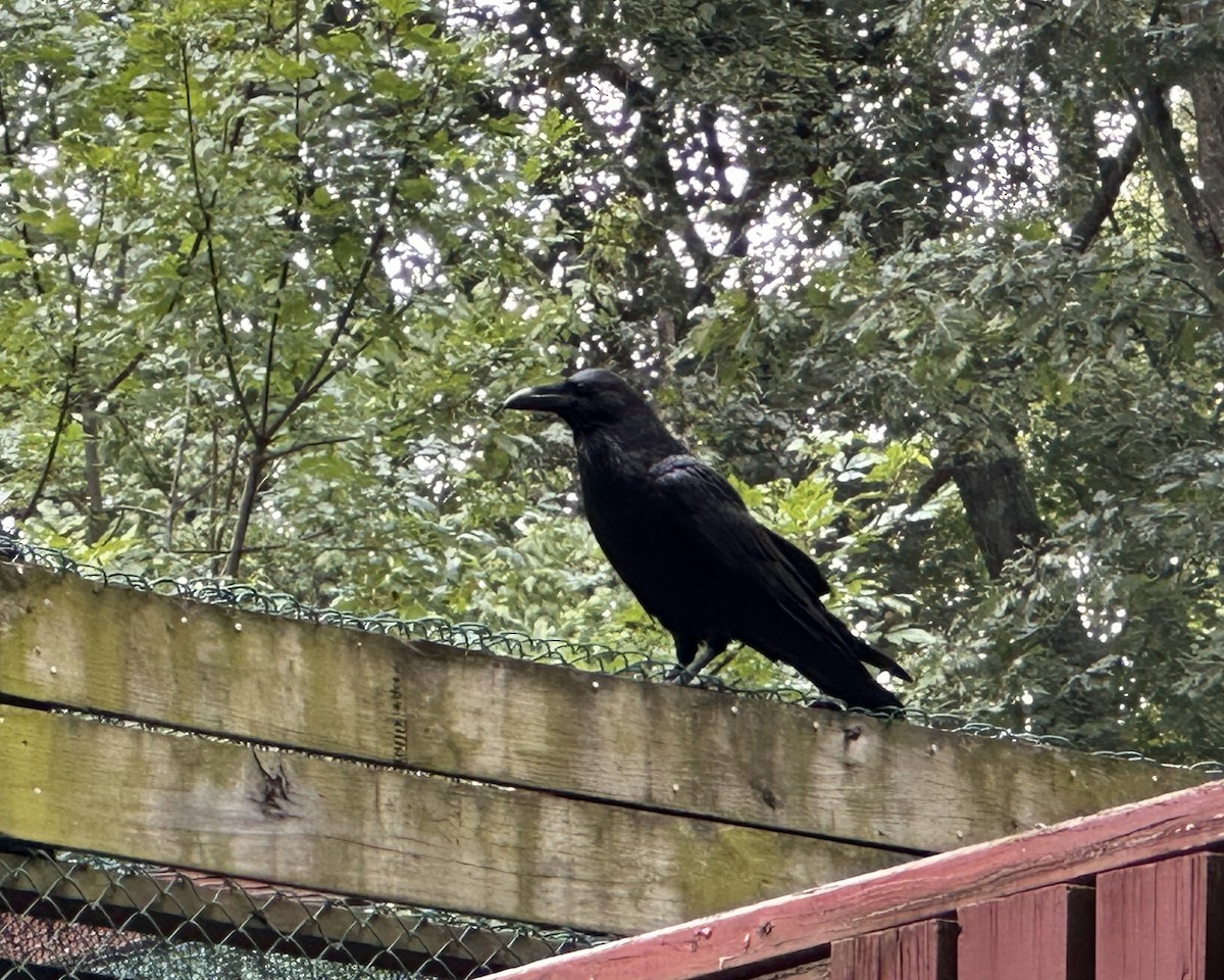 Common Raven - ML646950498