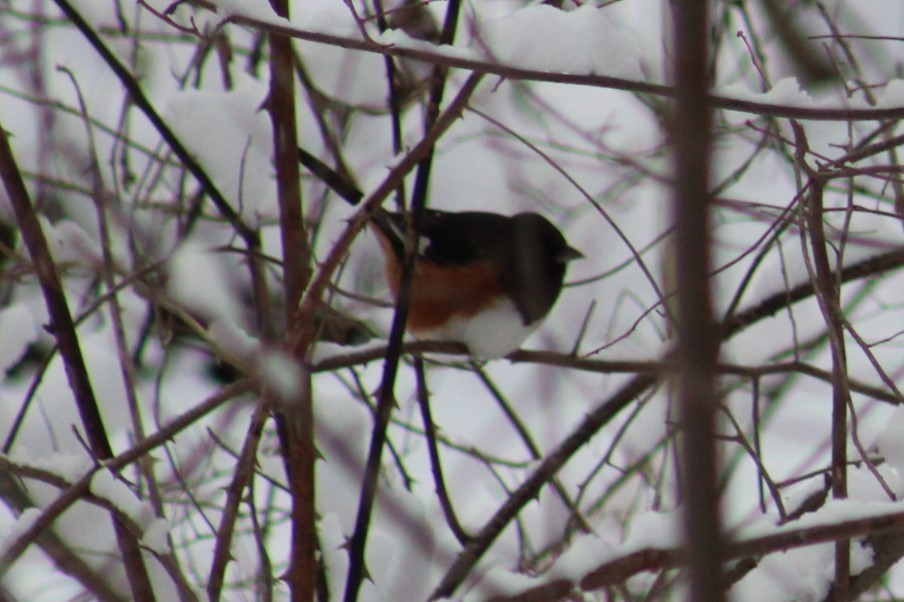 rødsidetovi - ML646950505