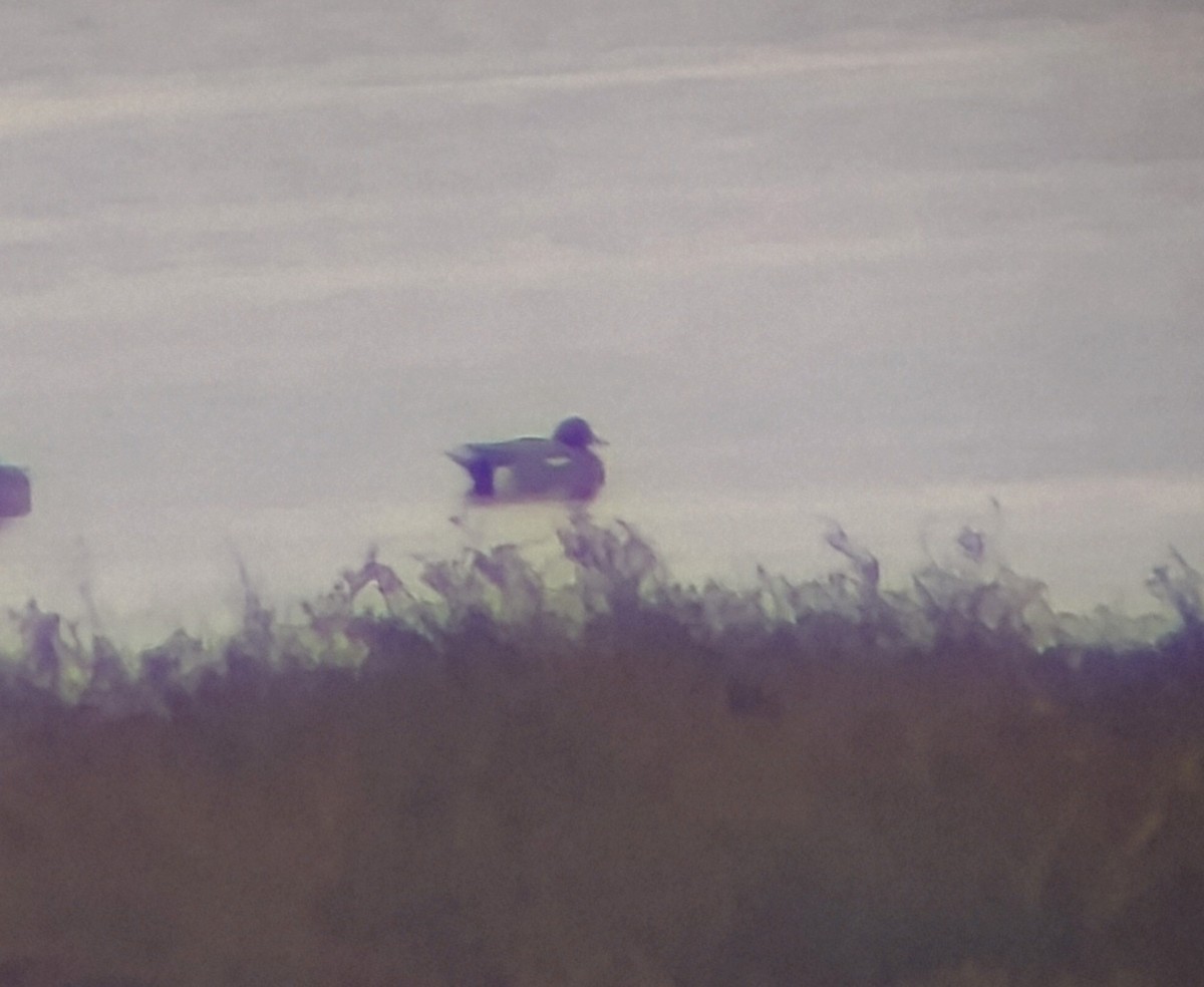 Eurasian Wigeon - ML646950506