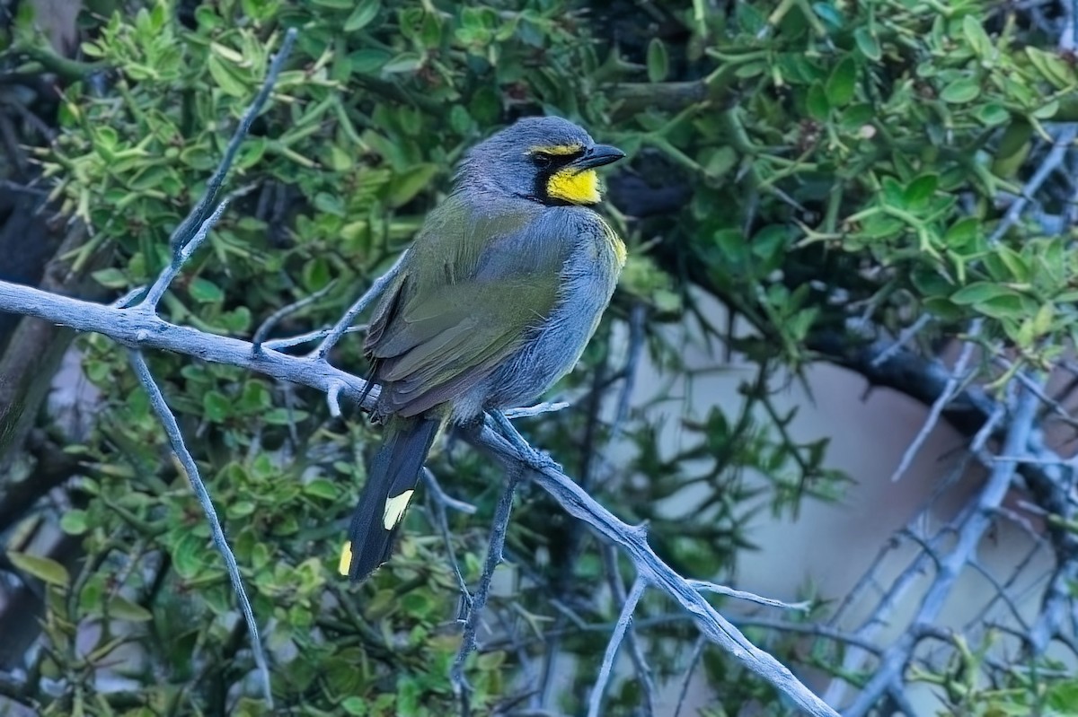 Желтогрудый гладиатор - ML646950507