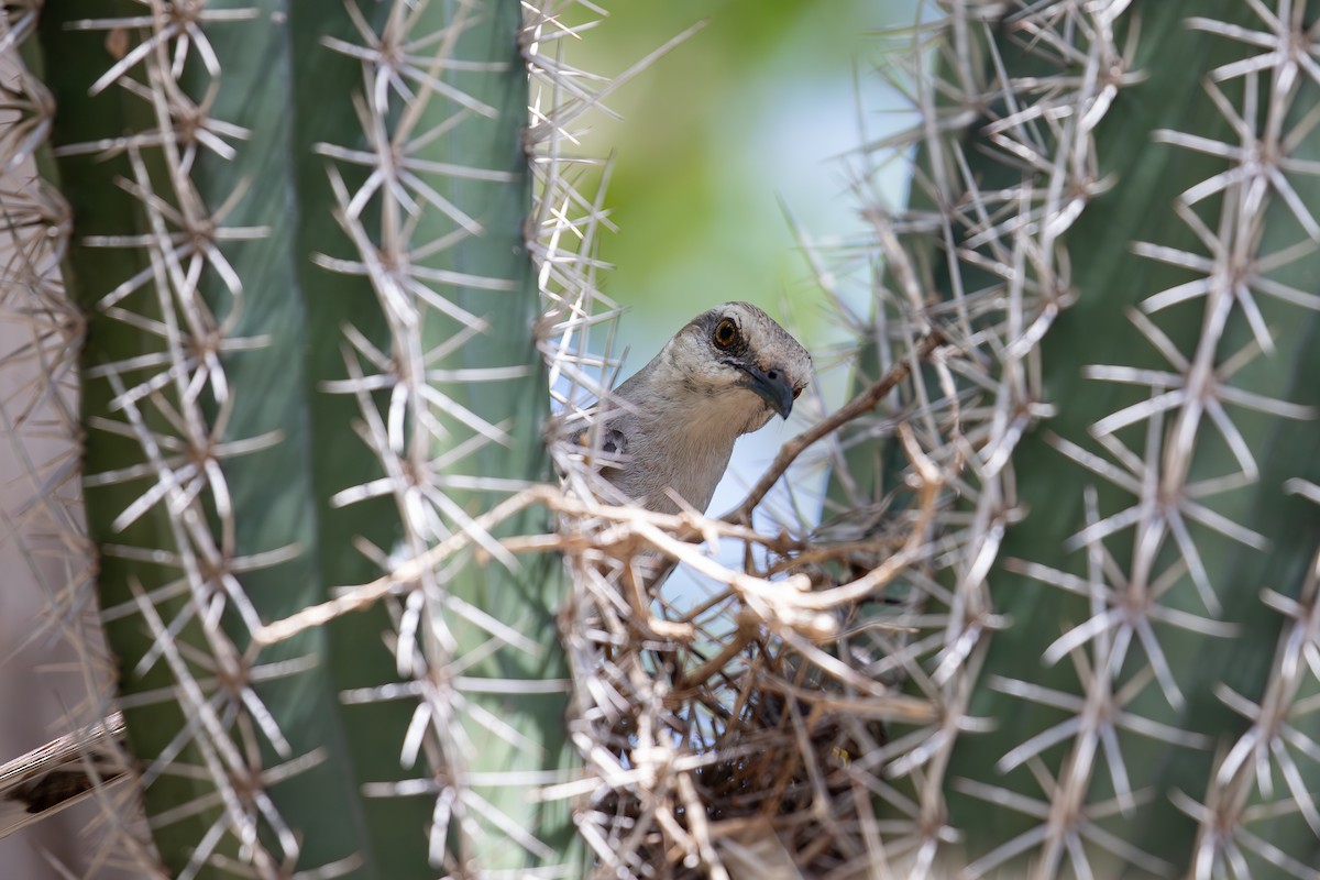 Tropical Mockingbird - ML646950508