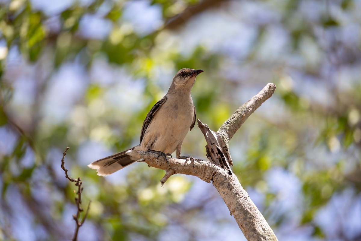 Tropical Mockingbird - ML646950509