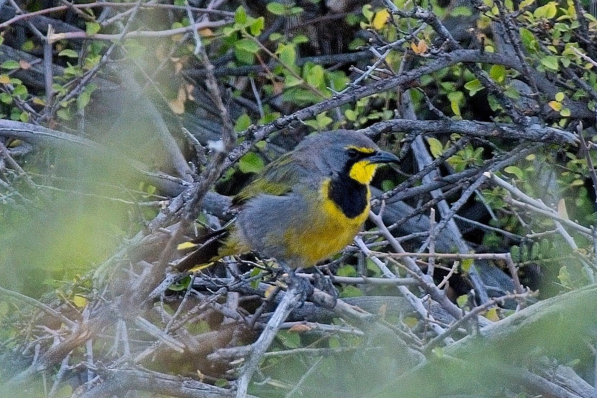 Желтогрудый гладиатор - ML646950511