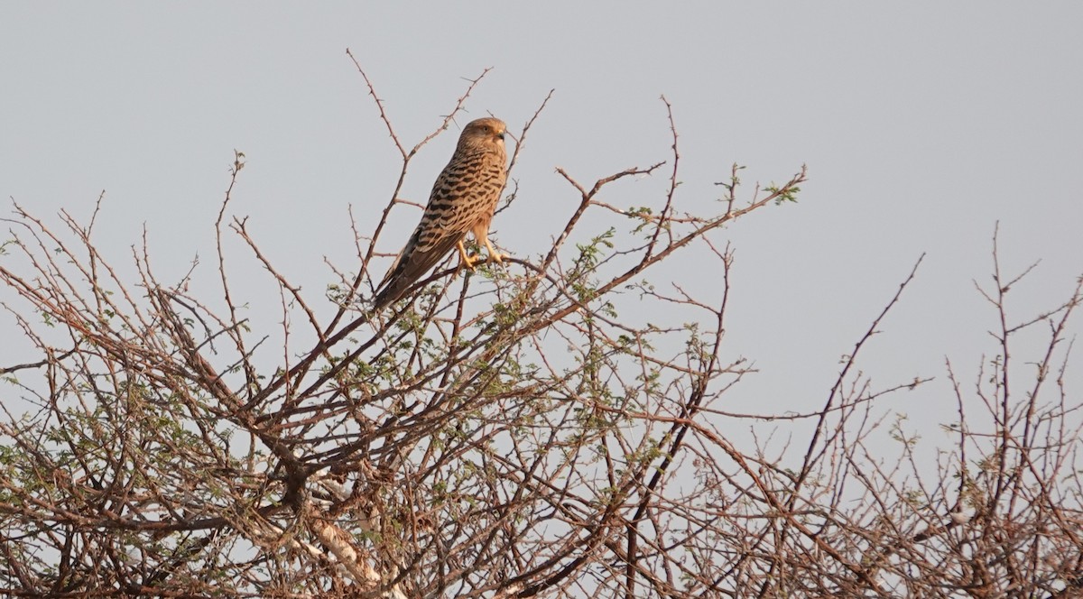 Greater Kestrel - ML646950520