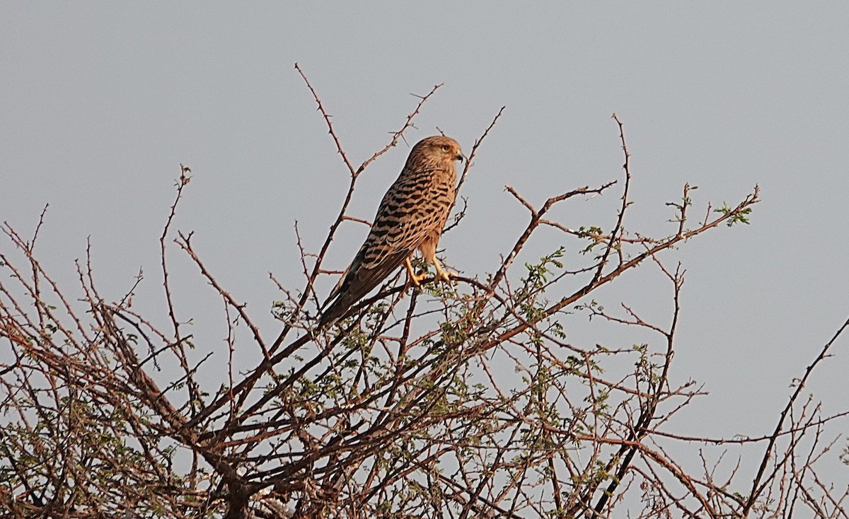 Greater Kestrel - ML646950521