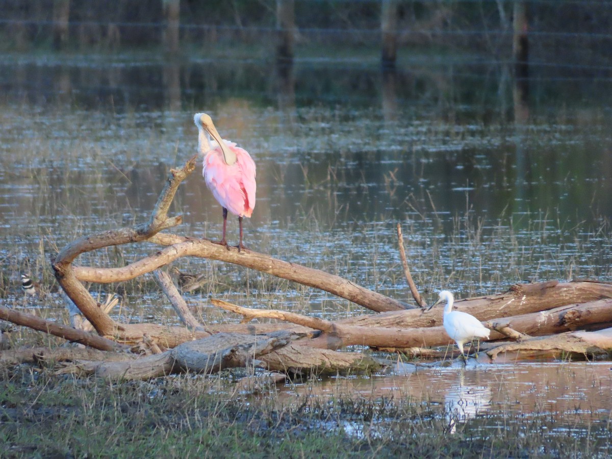 Wilson's Snipe - ML646950527