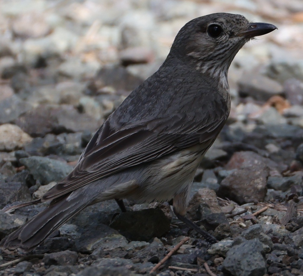 Australasian Figbird - ML646950537