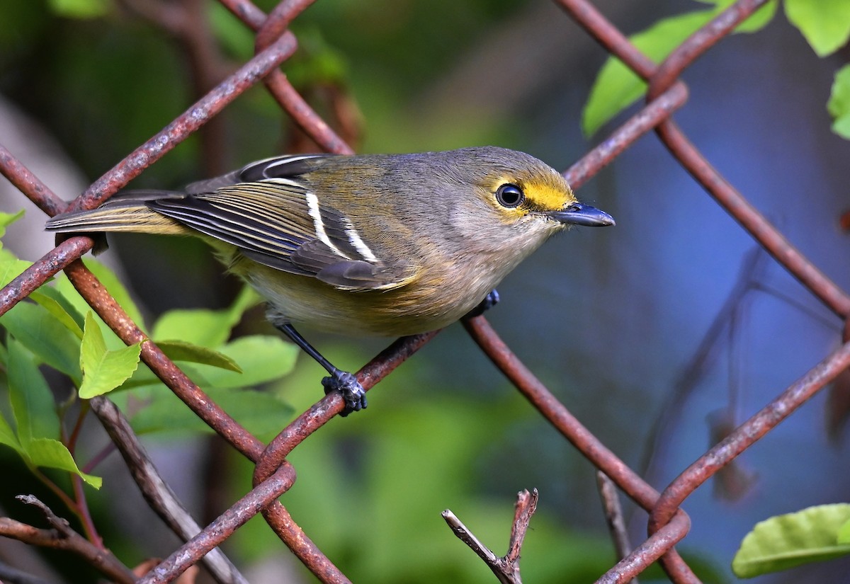 White-eyed Vireo - ML646950539