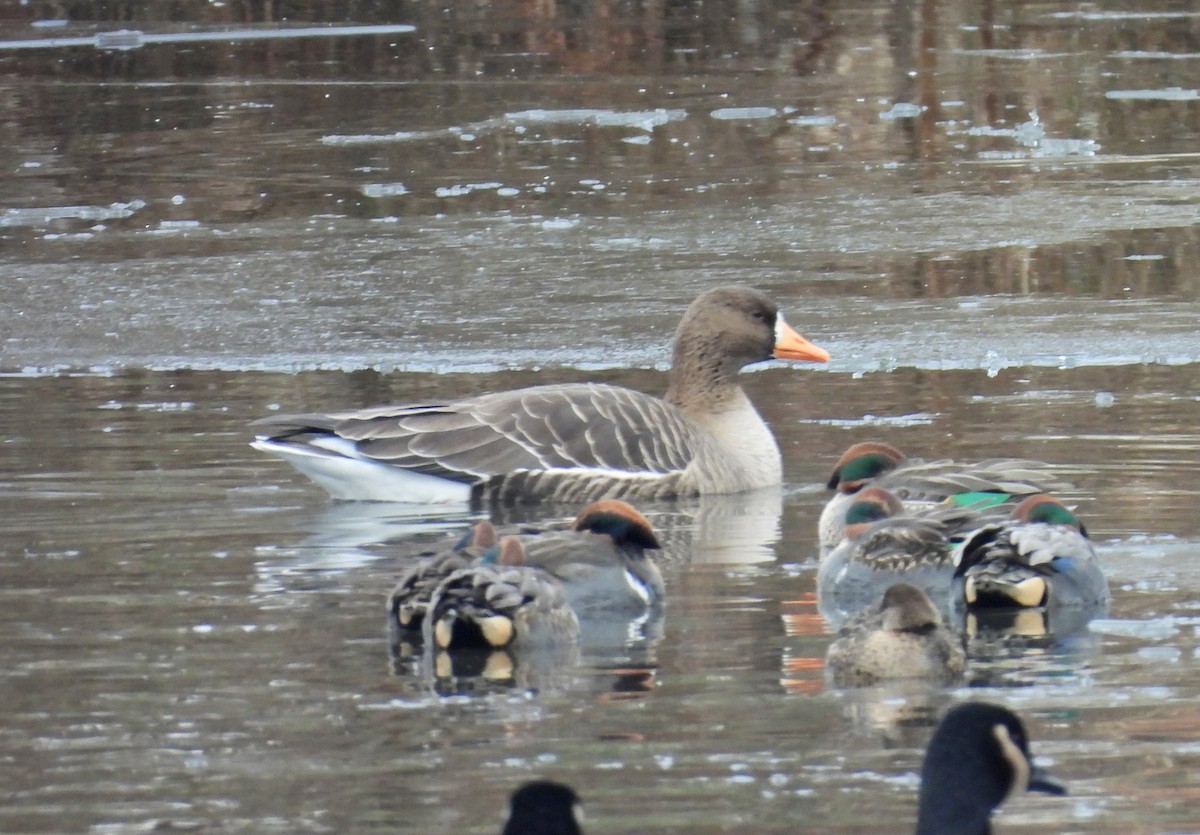 Ánsar Careto - ML646950540