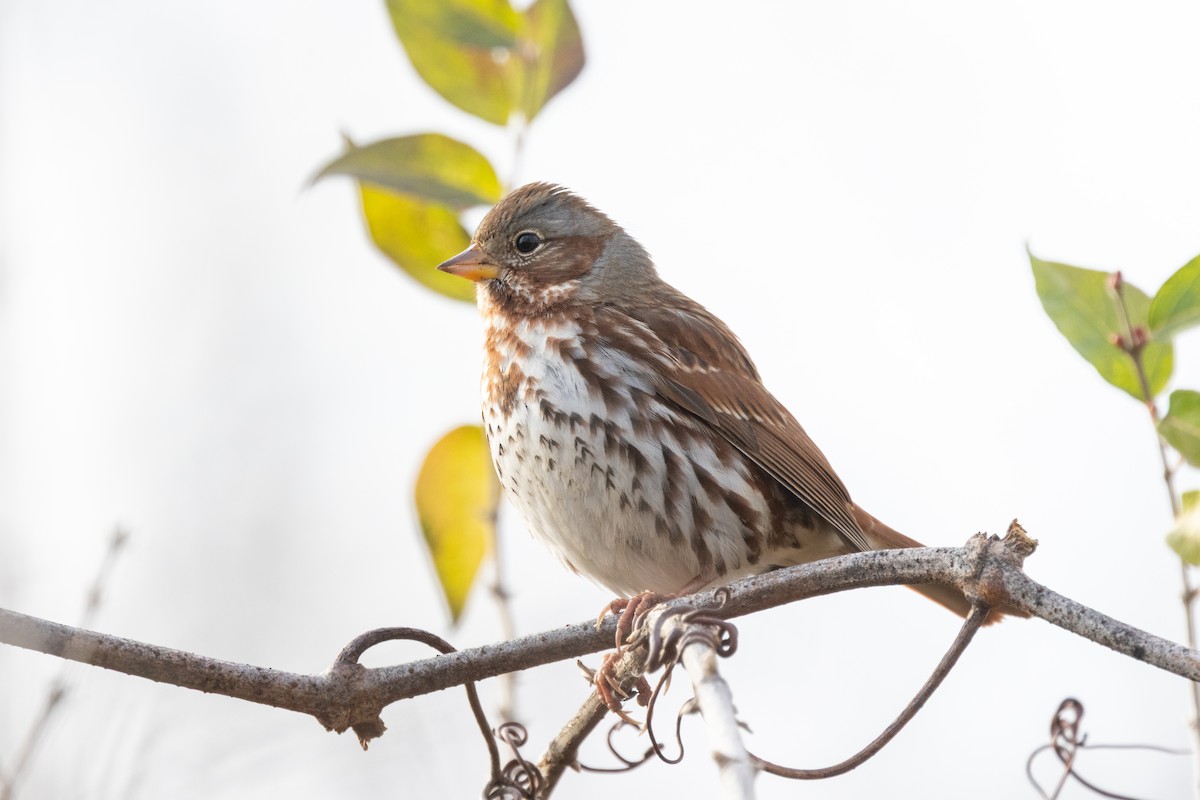 Fox Sparrow (Red) - ML646950542