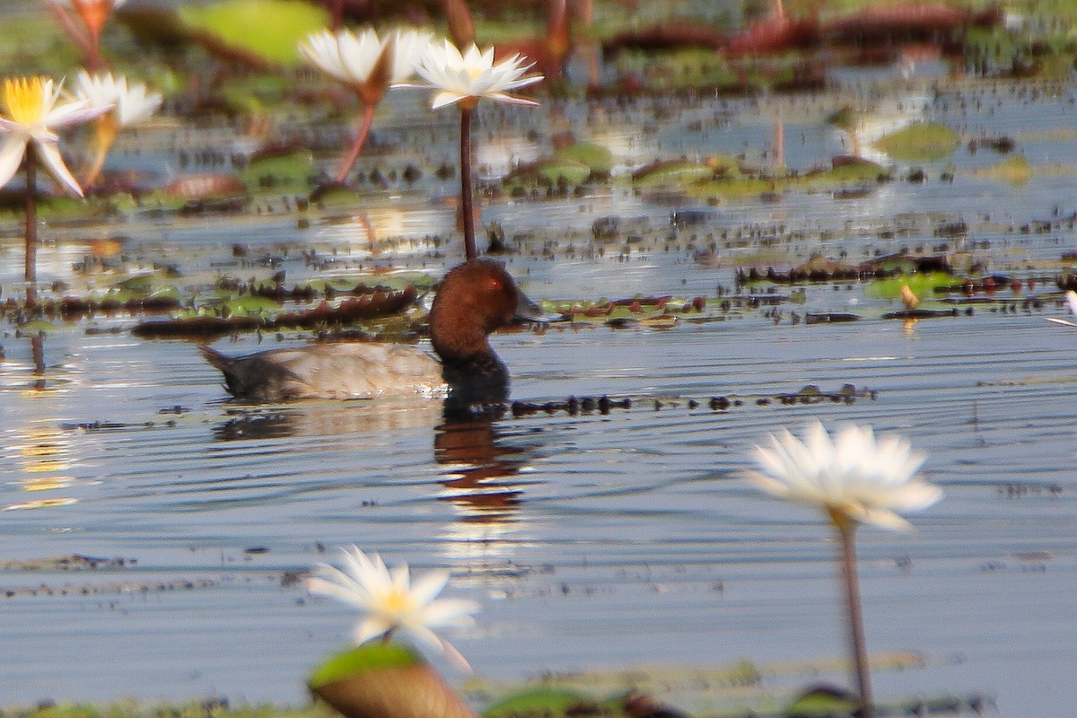 Common Pochard - ML646950546