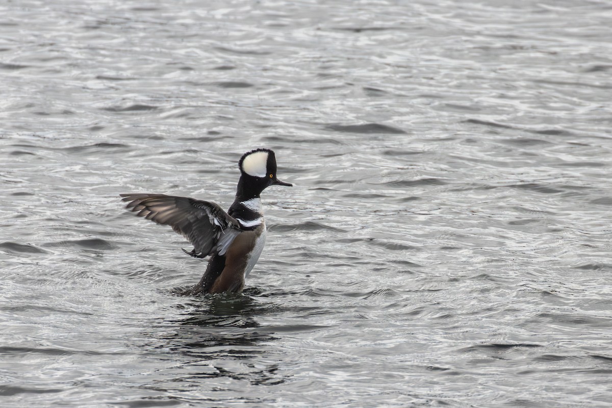 Hooded Merganser - ML646950549