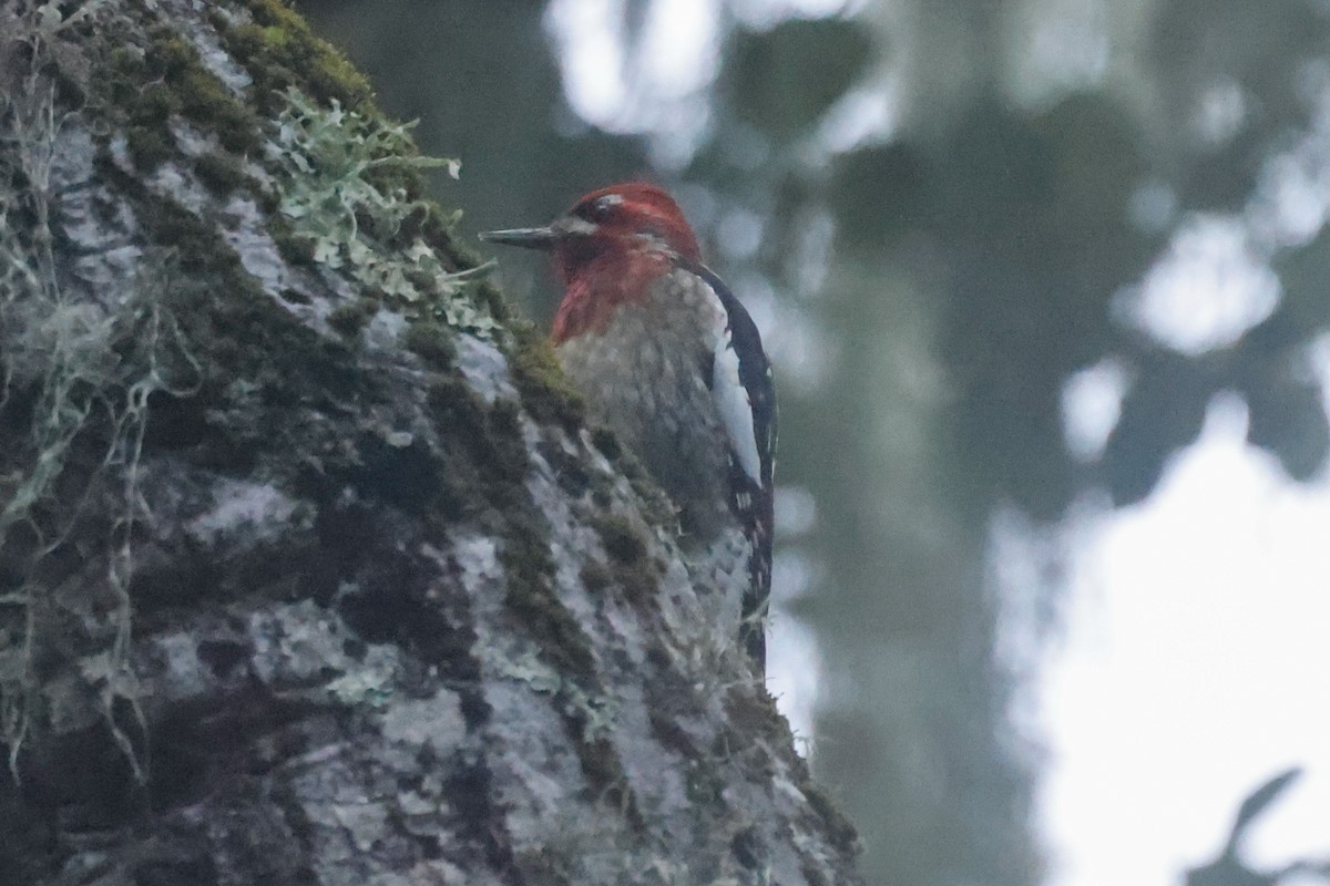 Chupasavia Pechirrojo - ML646950552