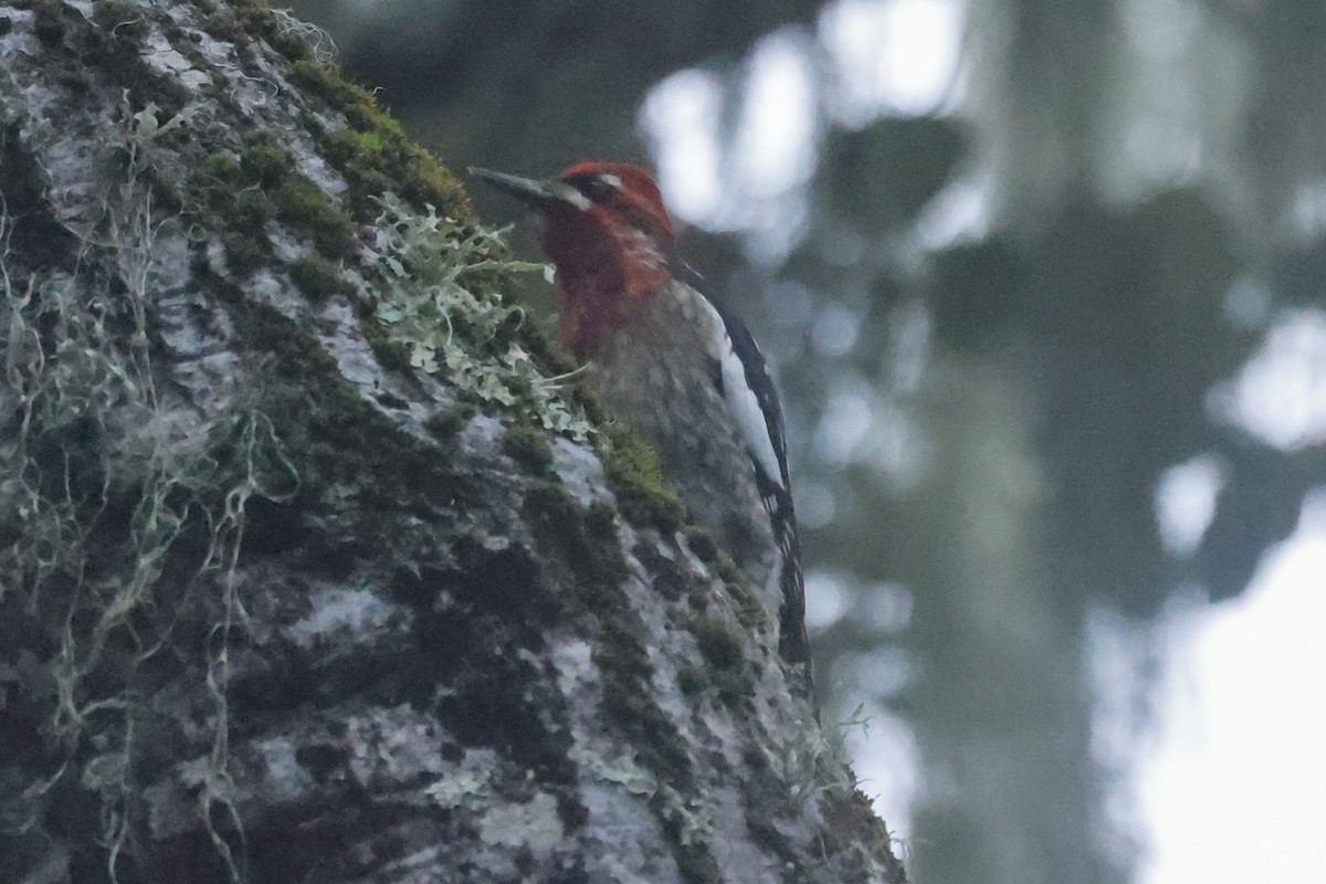 Chupasavia Pechirrojo - ML646950553