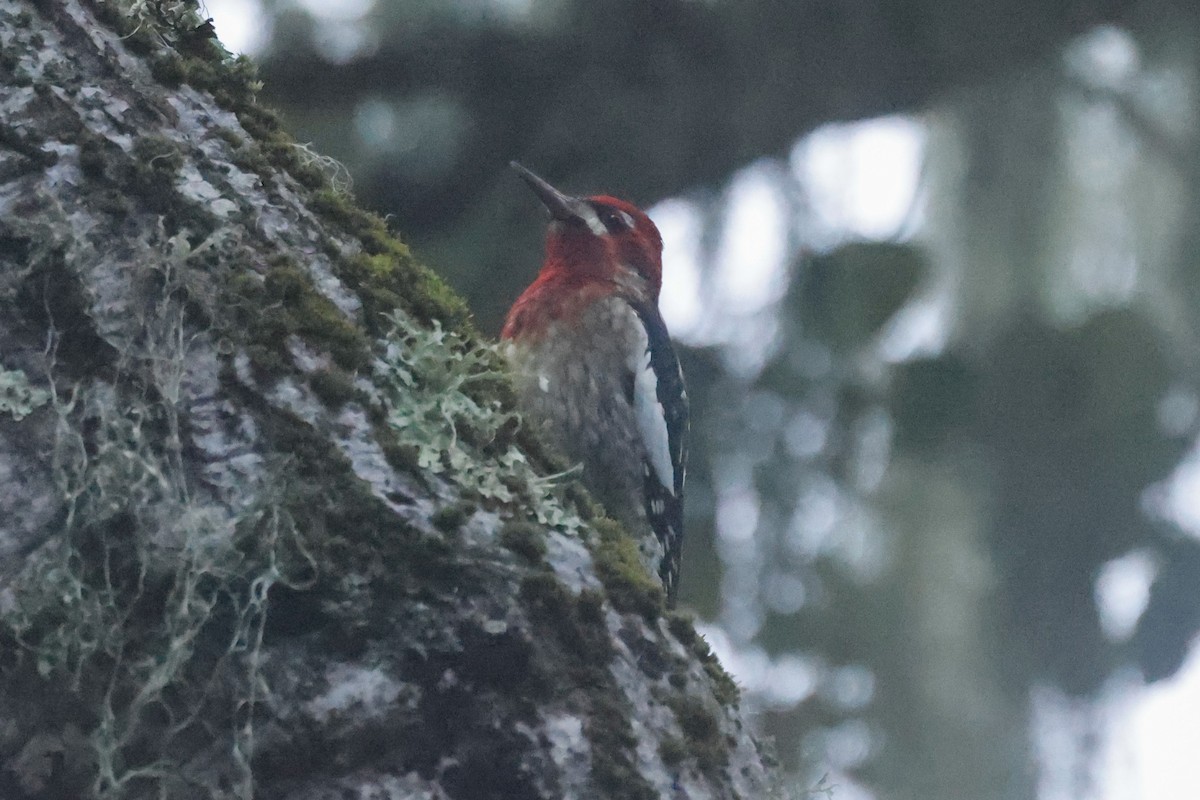 Chupasavia Pechirrojo - ML646950554