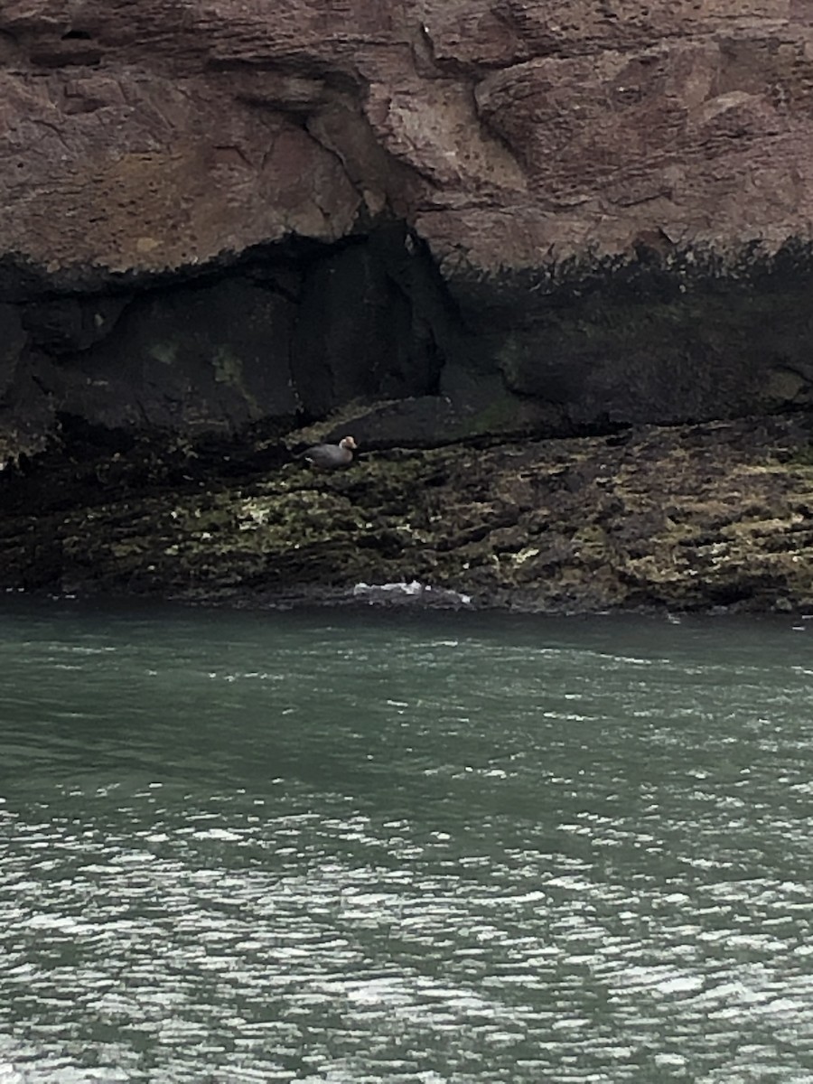 Flying Steamer-Duck - ML646950564