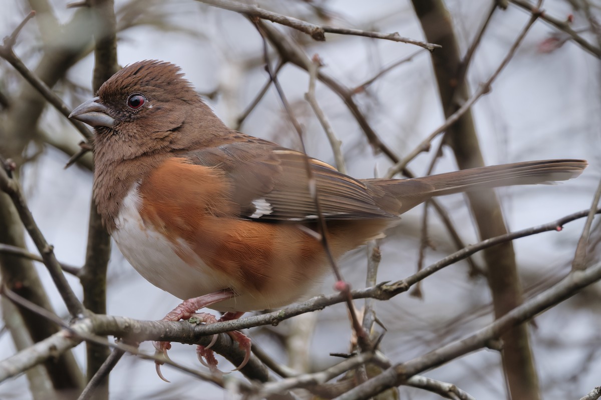 rødsidetovi - ML646950565