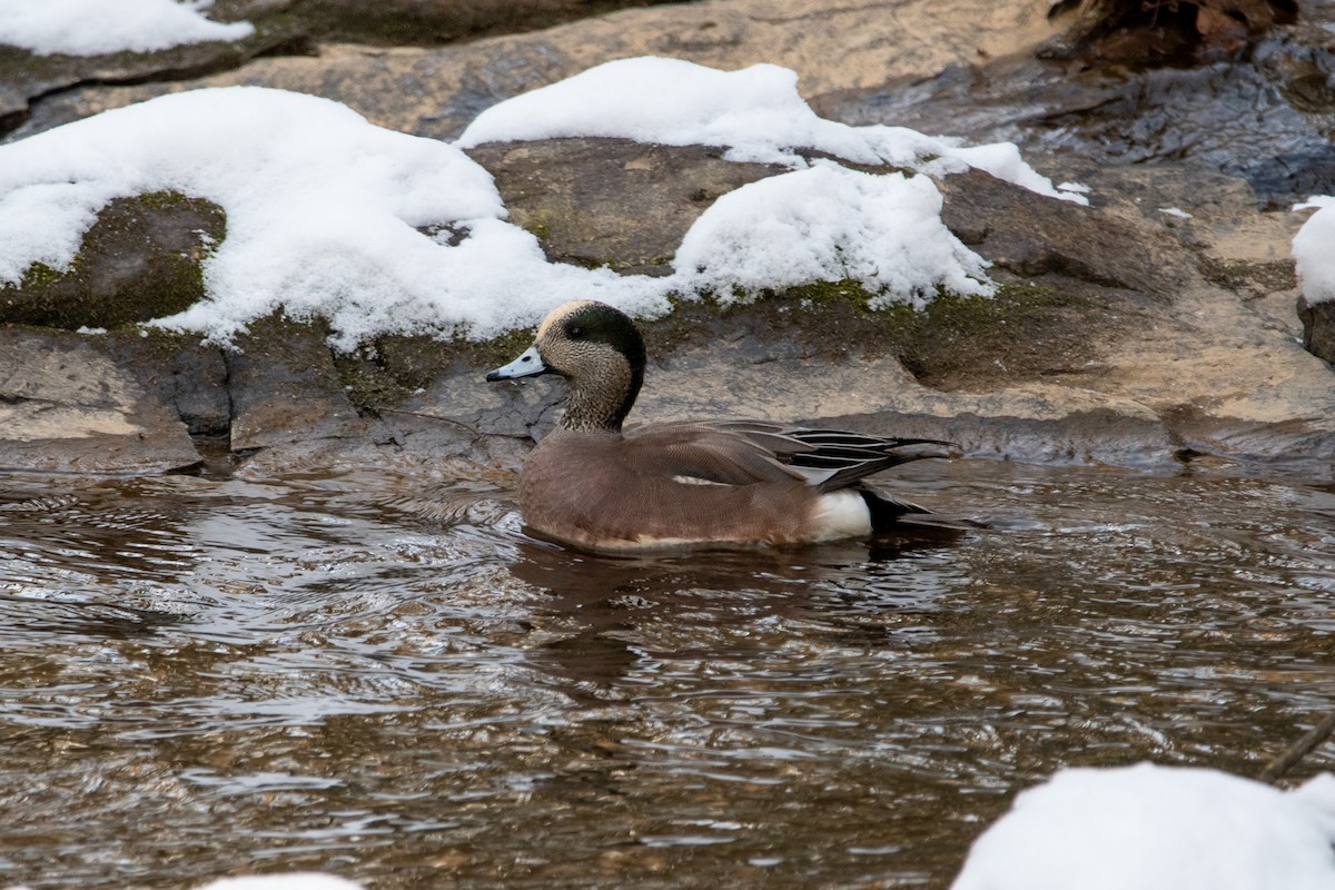 Amerika Fiyusu - ML646950570