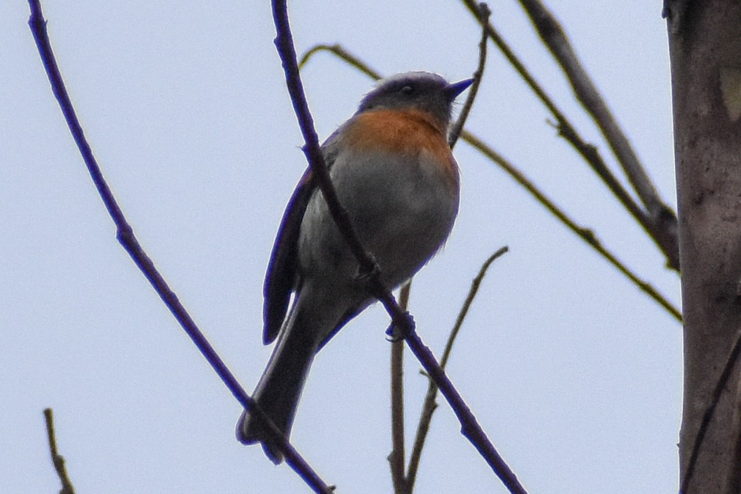 Rufous-breasted Chat-Tyrant - ML646950571