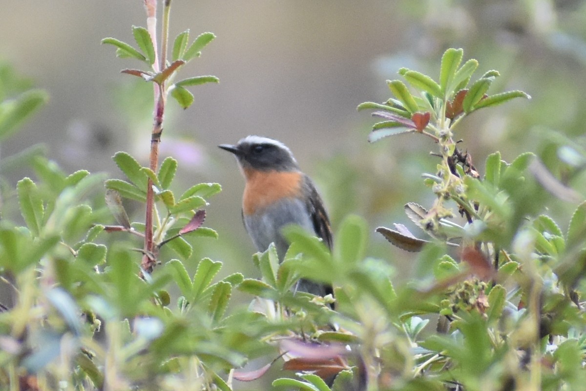 Rufous-breasted Chat-Tyrant - ML646950572