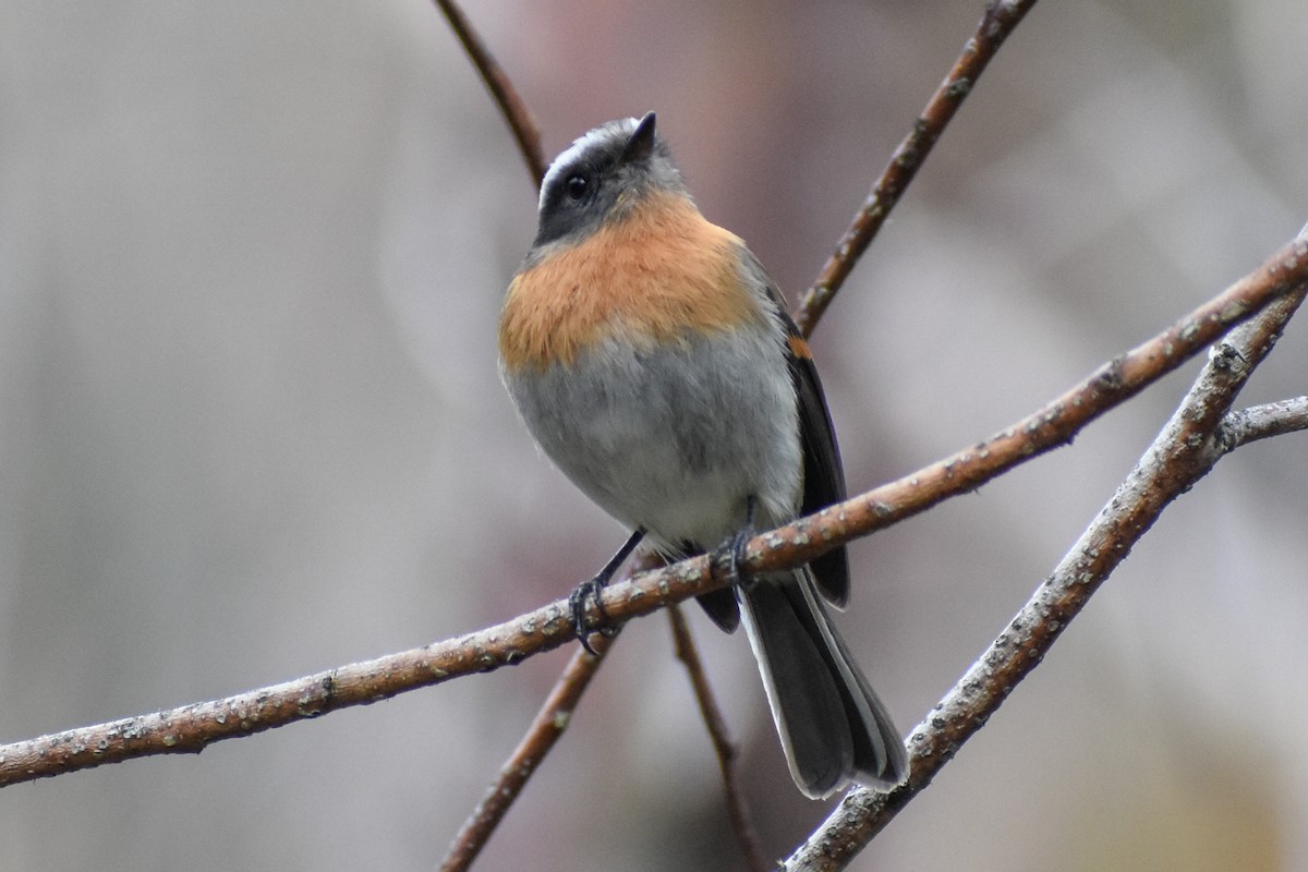 Rufous-breasted Chat-Tyrant - ML646950573