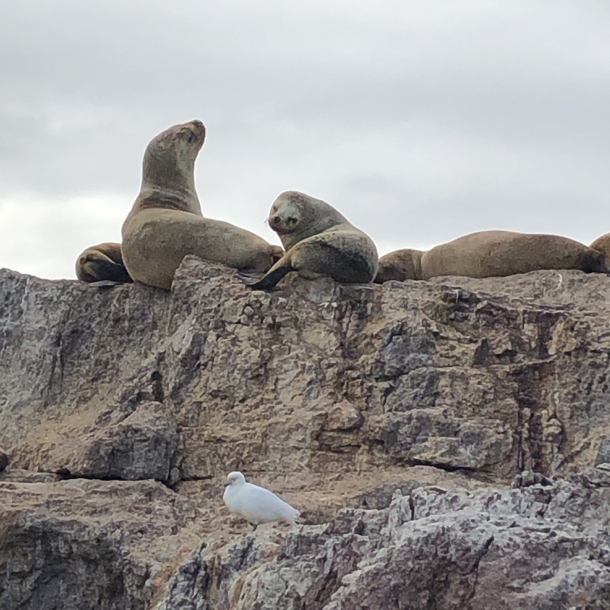 Weißgesicht-Scheidenschnabel - ML646950574