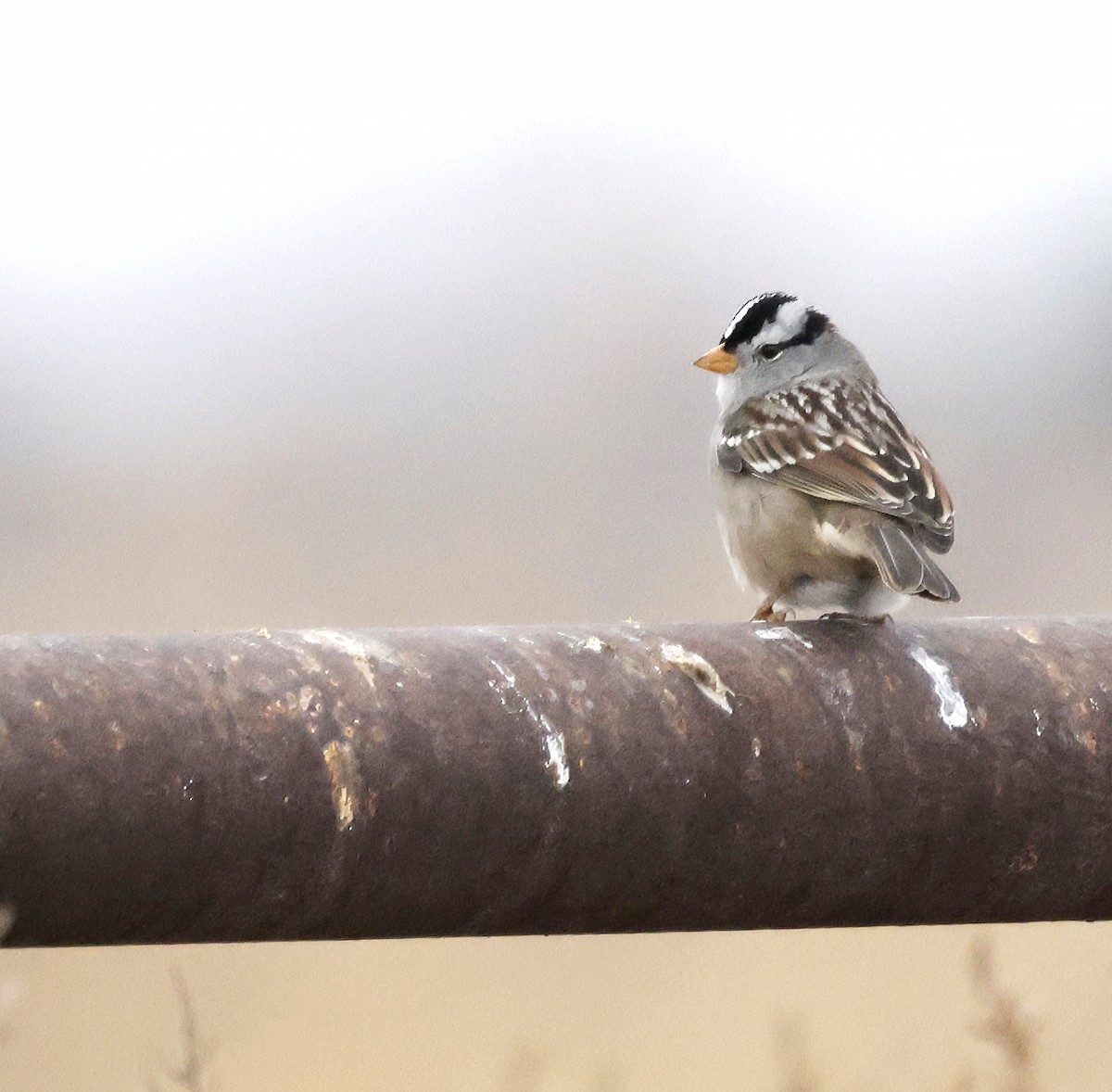 White-crowned Sparrow (Gambel's) - ML646950577