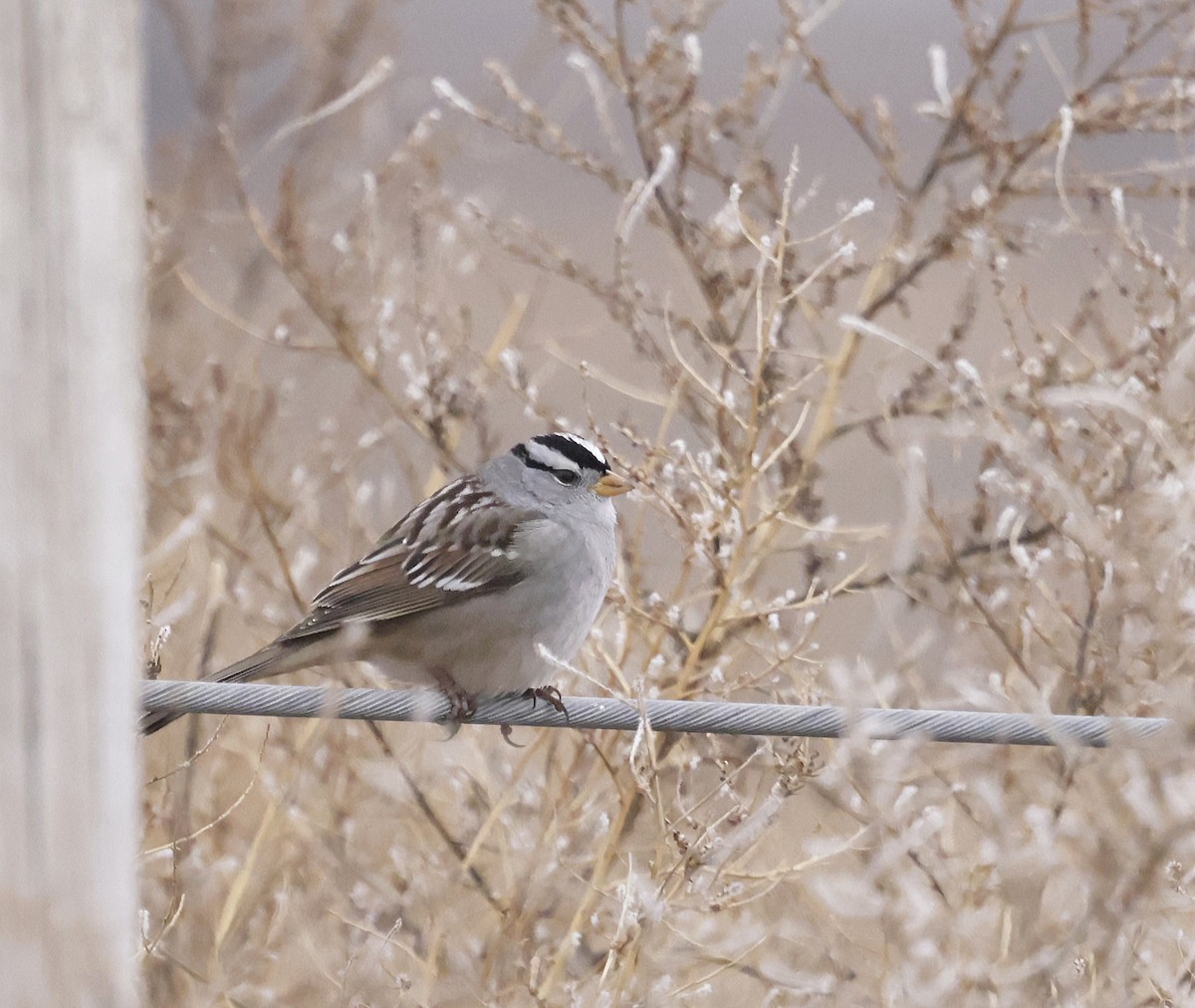 White-crowned Sparrow (Gambel's) - ML646950578