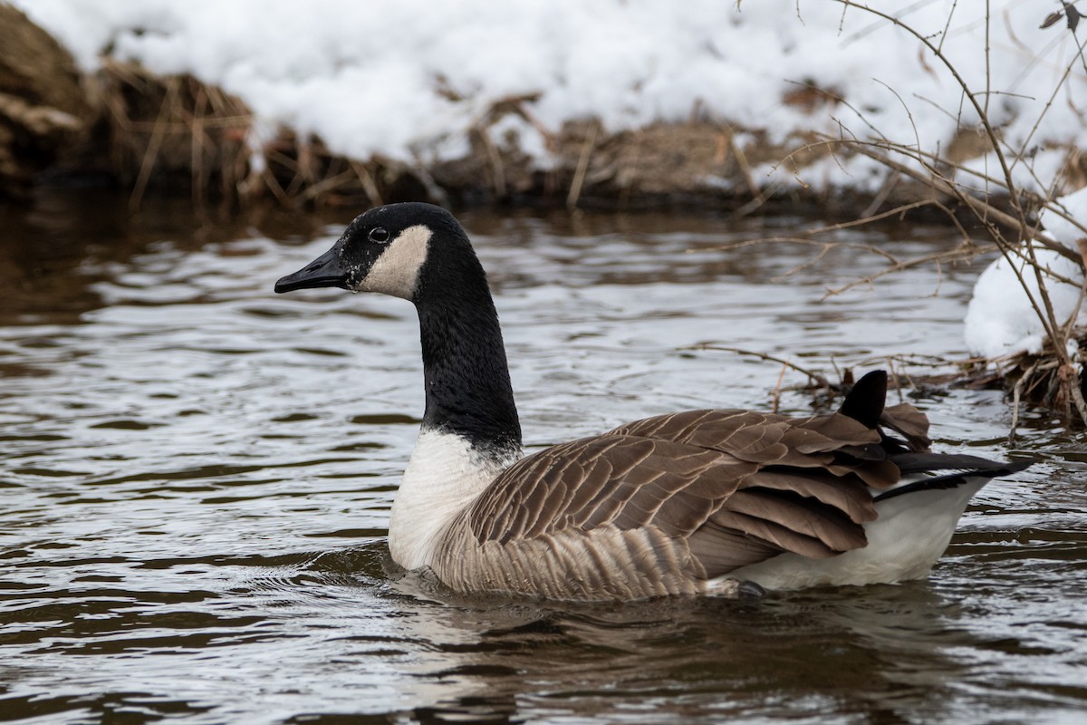 Canada Goose - ML646950579