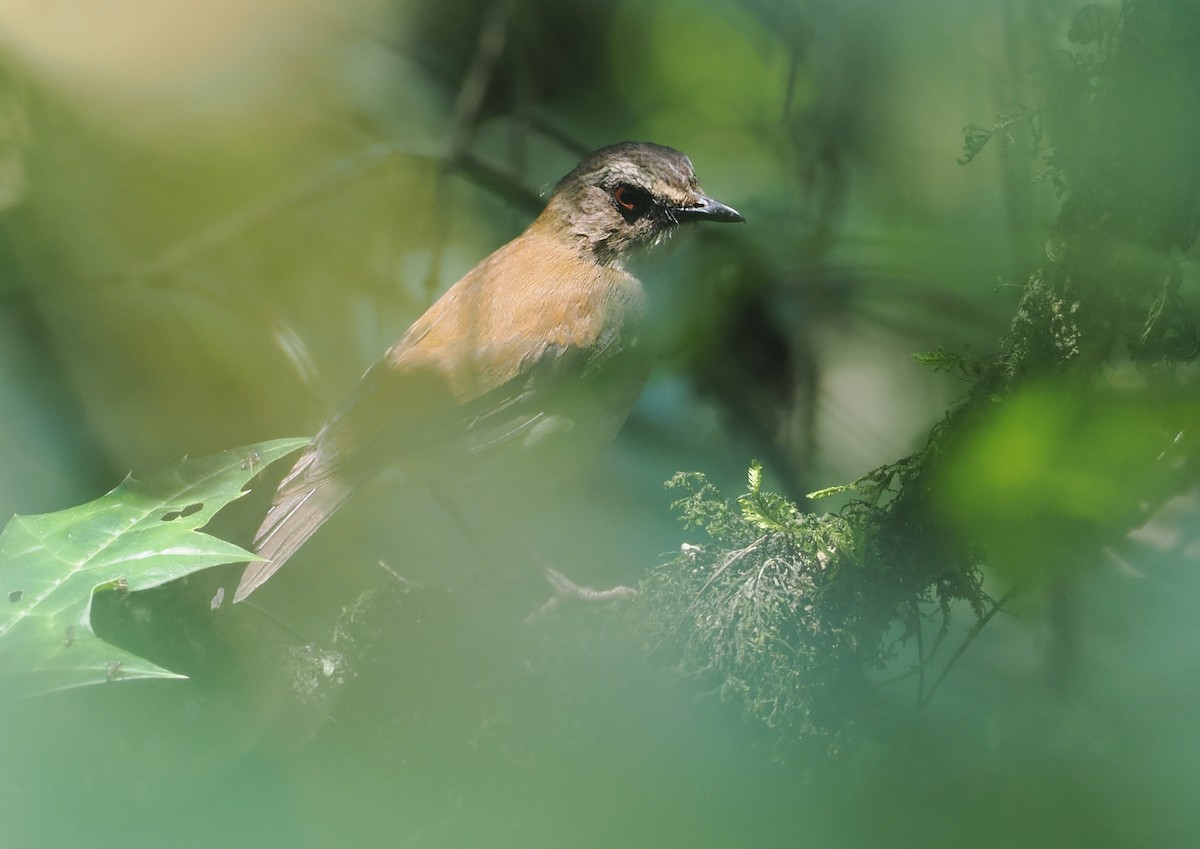 Brown-chested Alethe - ML646950581