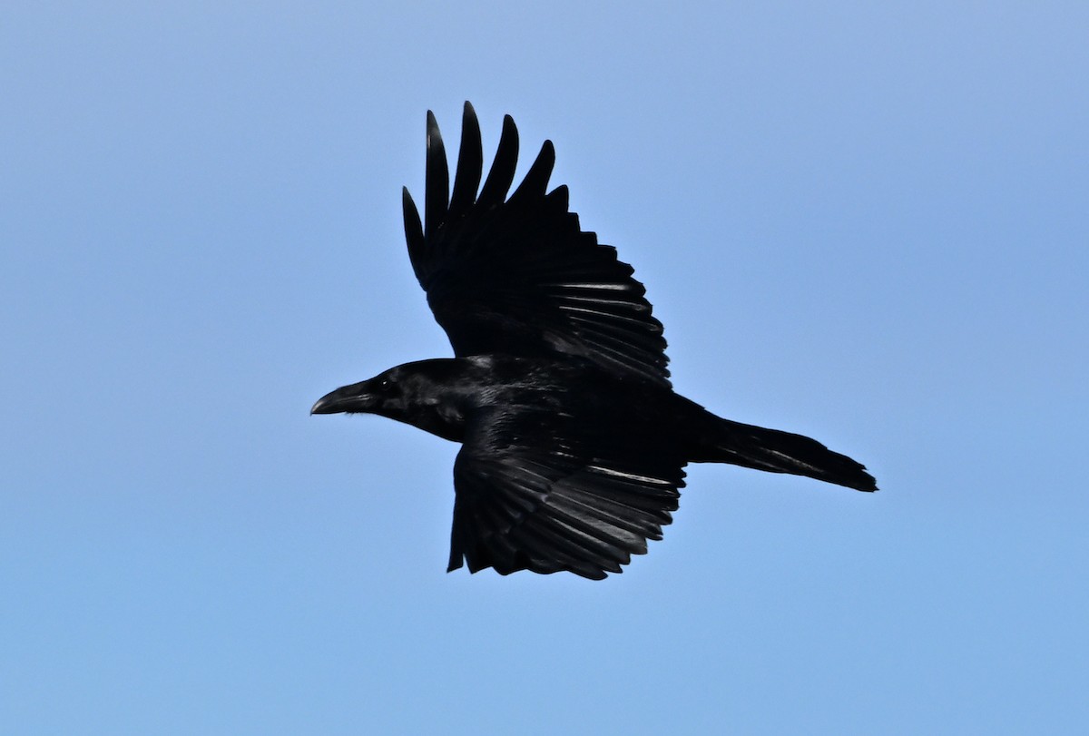 Common Raven - ML646950582