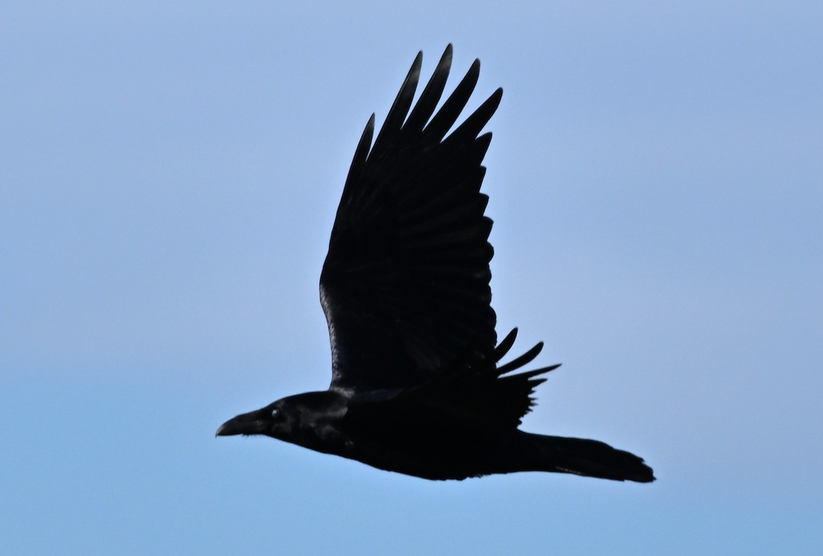 Common Raven - ML646950583