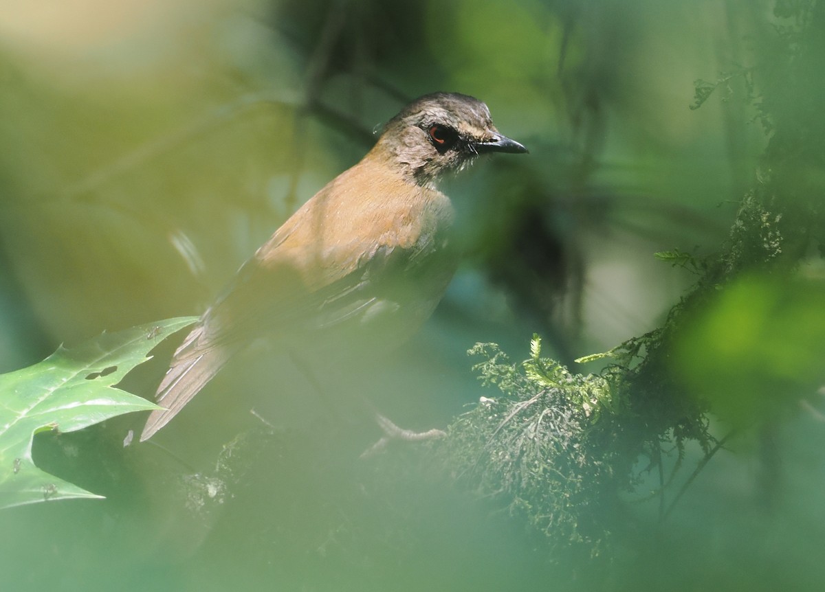 Brown-chested Alethe - ML646950586